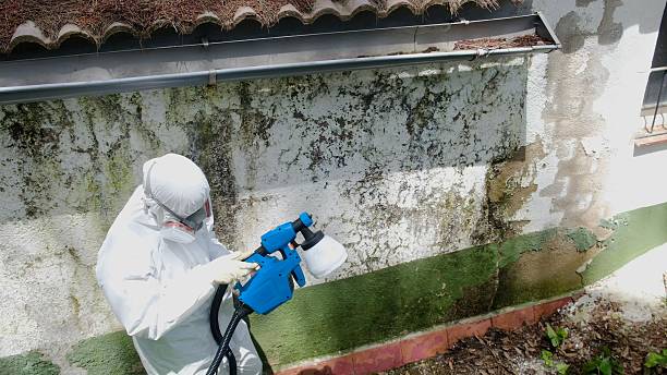 Top rated local Mold Remediation specialists in Kingston, WA